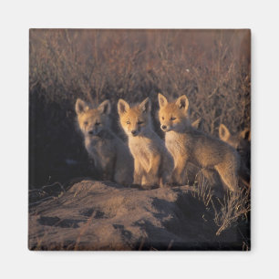 Rotfuchs, Vulpes vulpes, Jungtiere Magnet