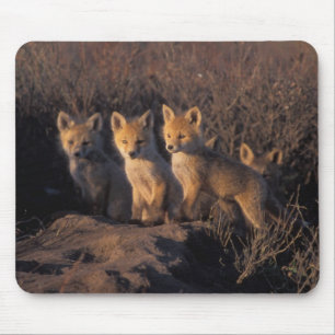 Rotfuchs, Vulpes vulpes, Jungtiere Mousepad