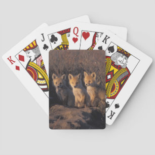 Rotfuchs, Vulpes vulpes, Jungtiere Spielkarten