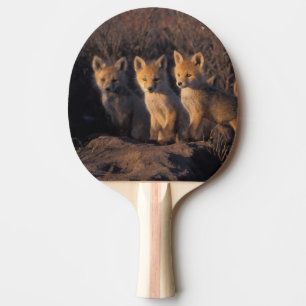 Rotfuchs, Vulpes vulpes, Jungtiere Tischtennis Schläger