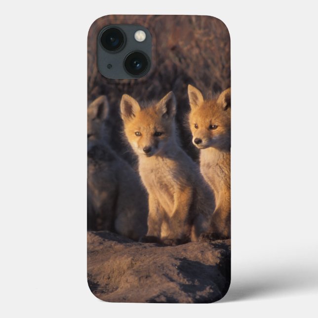 Rotfuchs, Vulpes vulpes, Kits Case-Mate iPhone Hülle (Rückseite)