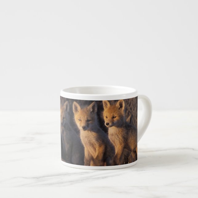 Rotfuchs, Vulpes vulpes, Kits Espressotasse (Vorderseite Rechts)