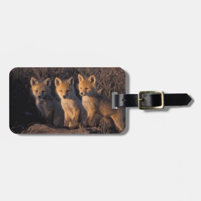 Rotfuchs, Vulpes vulpes, Kits Gepäckanhänger (Vorderseite horizontal)