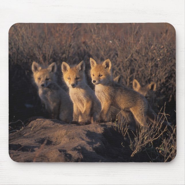 Rotfuchs, Vulpes vulpes, Kits Mousepad (Vorne)