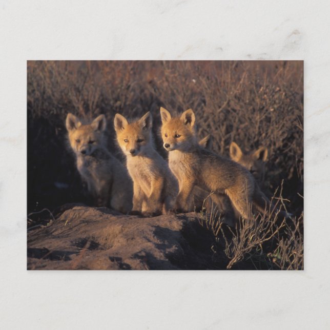 Rotfuchs, Vulpes vulpes, Kits Postkarte (Vorderseite)