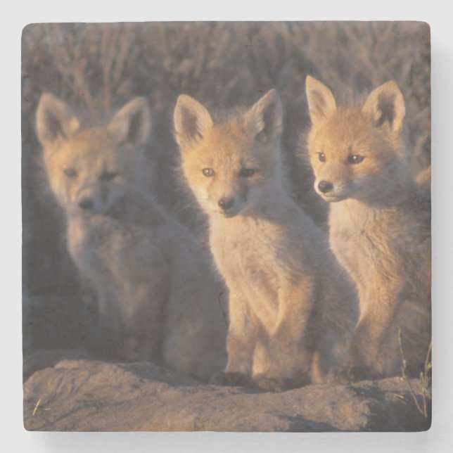 Rotfuchs, Vulpes vulpes, Kits Steinuntersetzer (Vorderseite)