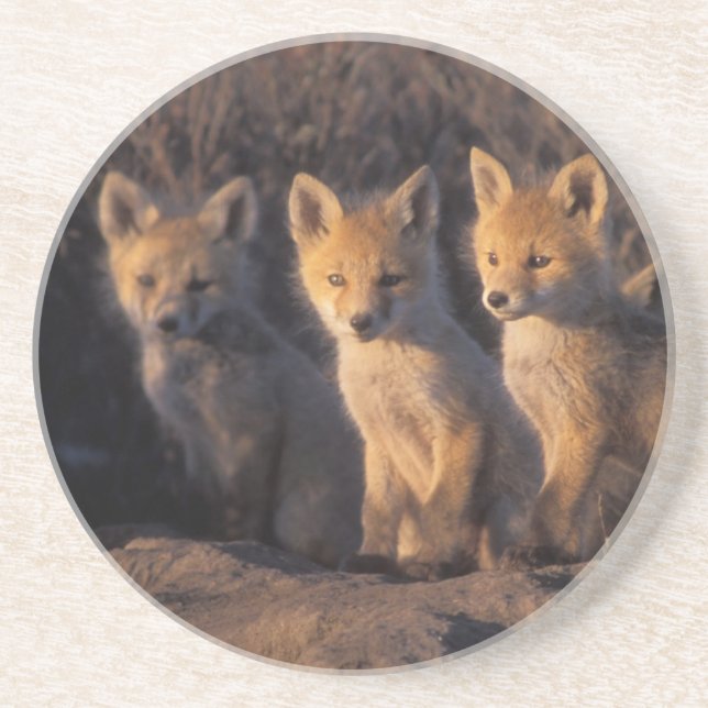 Rotfuchs, Vulpes vulpes, Kits Untersetzer (Vorne)