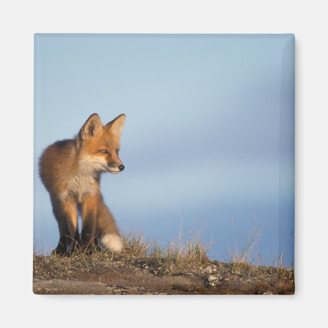 Rotfuchs, Vulpes vulpes Magnet (Vorne)