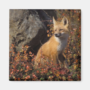 Rotfuchs, Vulpes vulpes Magnet