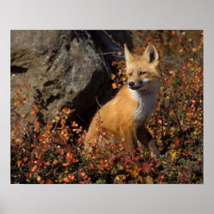 Rotfuchs, Vulpes vulpes Poster