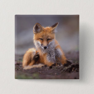 Rotfuchs, Vulpes vulpes, sich selbst kratzen, Button