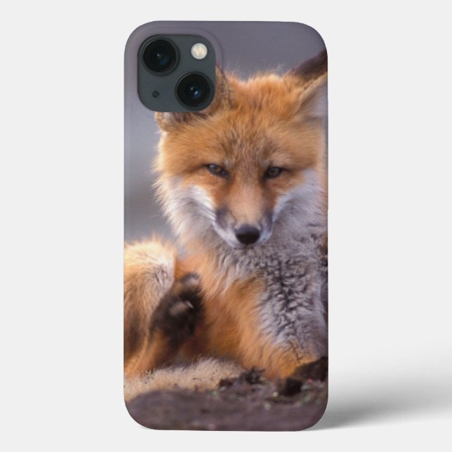 Rotfuchs, Vulpes vulpes, sich selbst kratzen, Case-Mate iPhone Hülle (Rückseite)