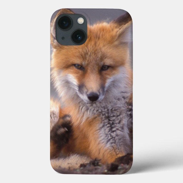Rotfuchs, Vulpes vulpes, sich selbst kratzen, Case-Mate iPhone Hülle (Rückseite)