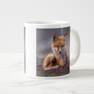 Rotfuchs, Vulpes vulpes, sich selbst kratzen, Jumbo-Tasse