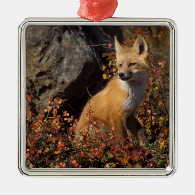Rotfuchs, Vulpes vulpes Silbernes Ornament (Vorne)