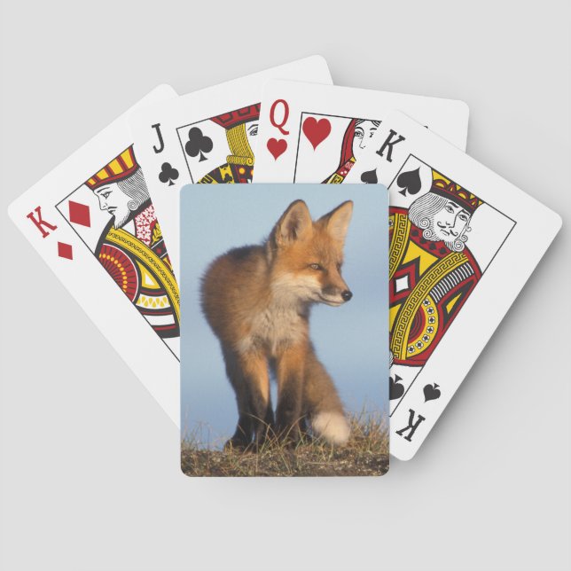 Rotfuchs, Vulpes vulpes Spielkarten (Rückseite)