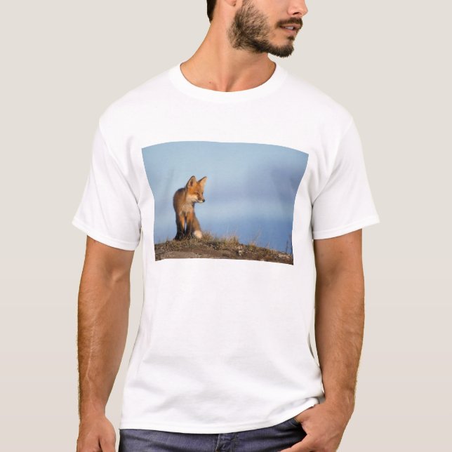 Rotfuchs, Vulpes vulpes T-Shirt (Vorderseite)