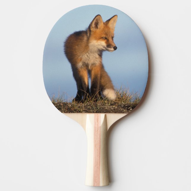 Rotfuchs, Vulpes vulpes Tischtennis Schläger (Vorderseite)