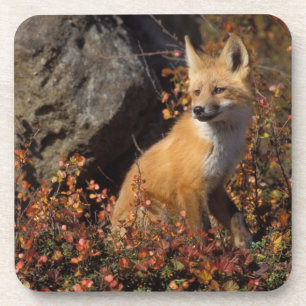 Rotfuchs, Vulpes vulpes Untersetzer
