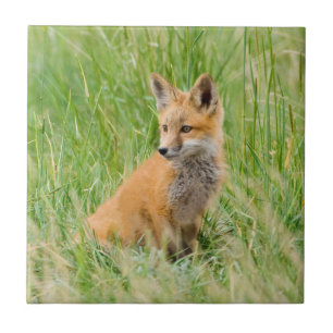 Rotfuchsjunges im Gras nahe dem Bau Fliese
