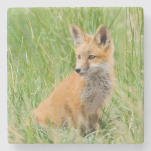 Rotfuchsjunges im Gras nahe dem Bau Steinuntersetzer