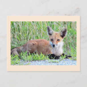 Rotfuchsjunges Postkarte
