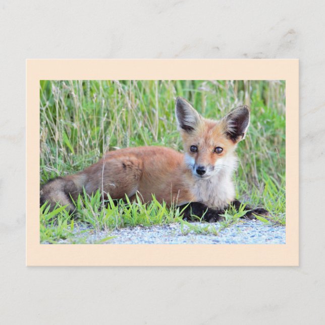 Rotfuchsjunges Postkarte (Vorderseite)