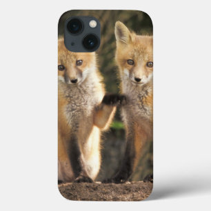 Rotfuchsjunges vor dem Bau (Vulpes vulpes) Case-Mate iPhone Hülle