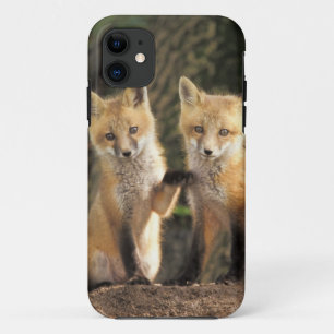 Rotfuchsjunges vor dem Bau (Vulpes vulpes) iPhone 11 Hülle
