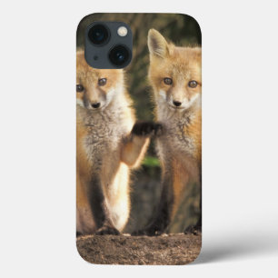 Rotfuchsjunges vor dem Bau (Vulpes vulpes) Case-Mate iPhone Hülle