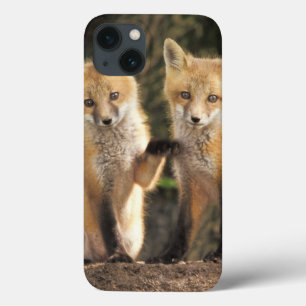 Rotfuchsjunges vor dem Bau (Vulpes vulpes) Case-Mate iPhone Hülle