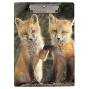 Rotfuchsjunges vor dem Bau (Vulpes vulpes) Klemmbrett