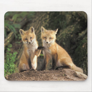 Rotfuchsjunges vor dem Bau (Vulpes vulpes) Mousepad