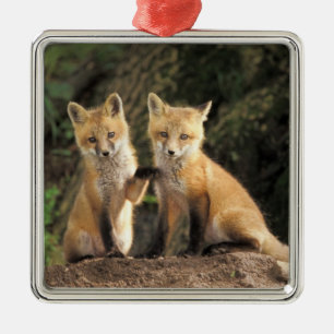 Rotfuchsjunges vor dem Bau (Vulpes vulpes) Ornament Aus Metall