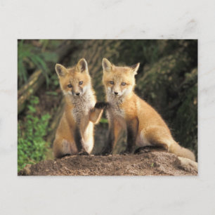 Rotfuchsjunges vor dem Bau (Vulpes vulpes) Postkarte