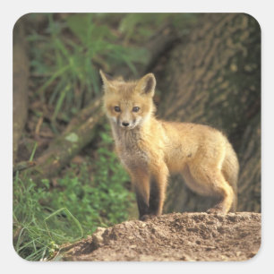 Rotfuchsjunges vor dem Bau (Vulpes vulpes) Quadratischer Aufkleber