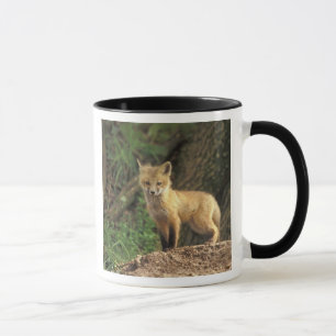 Rotfuchsjunges vor dem Bau (Vulpes vulpes) Tasse