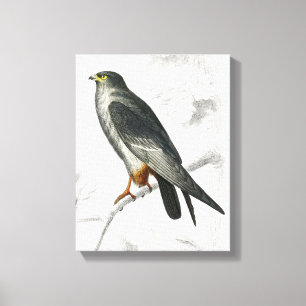 Rotfußfalke Illustration Vintage Kunst Druck Leinwanddruck