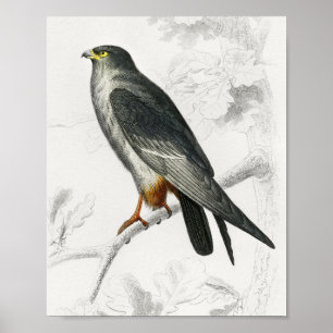 Rotfußfalke Illustration Vintage Kunst Druck Poster