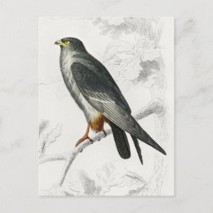 Rotfußfalke Illustration Vintage Kunst Druck Postkarte
