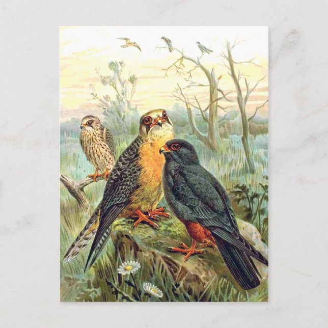 Rotfußfalke Postkarte (Vorderseite)