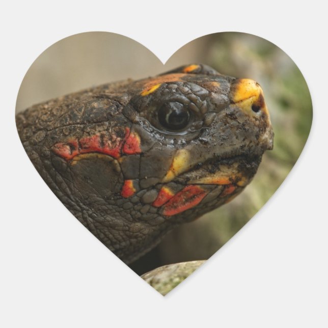 Rotfußschildkröte Herz-Aufkleber (Vorderseite)