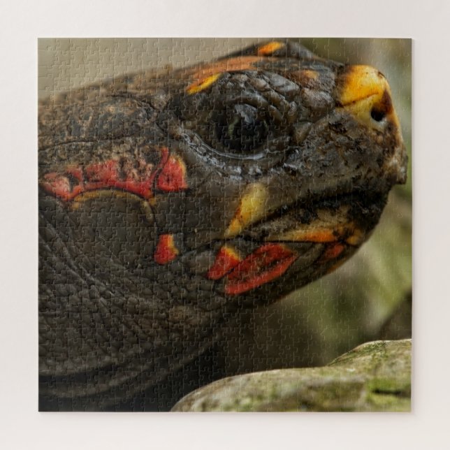 Rotfußschildkröte Puzzle (Vertikal)