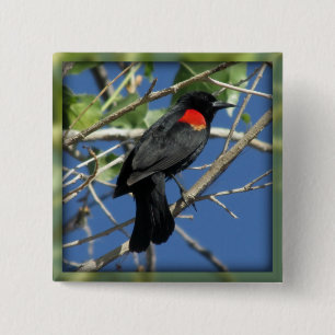 Rotgeflügelte Amsel Button