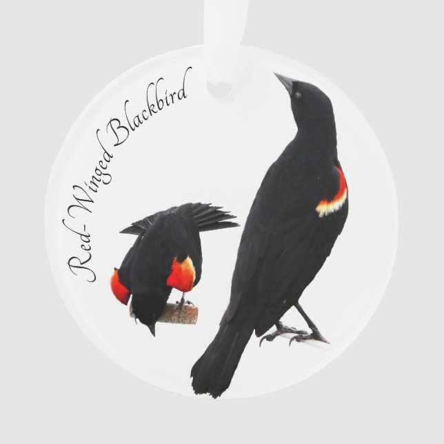 Rotgeflügelte Amsel Ornament (Vorderseite)