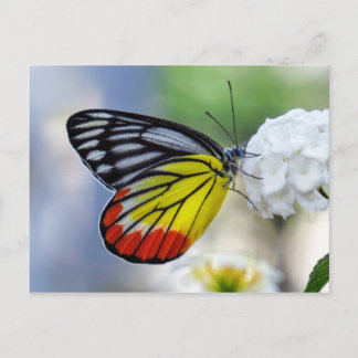 Rotgelber Schmetterling Gestalt Jezebel Postkarte