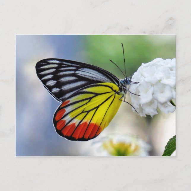 Rotgelber Schmetterling Gestalt Jezebel Postkarte (Vorderseite)