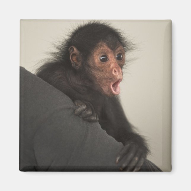 Rotgesichtklammeraffe Ateles paniscus) Magnet (Vorne)