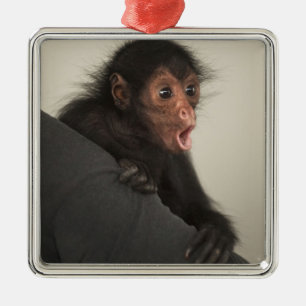 Rotgesichtklammeraffe Ateles paniscus) Silbernes Ornament