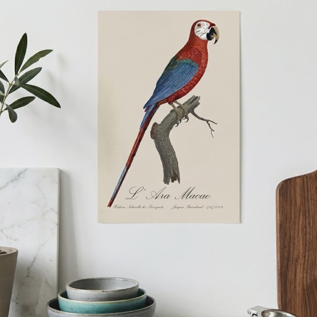 Rotgrüner Ara, Ara chloropterus Poster (Red-and-green Macaw, Ara chloropterus. Poster)